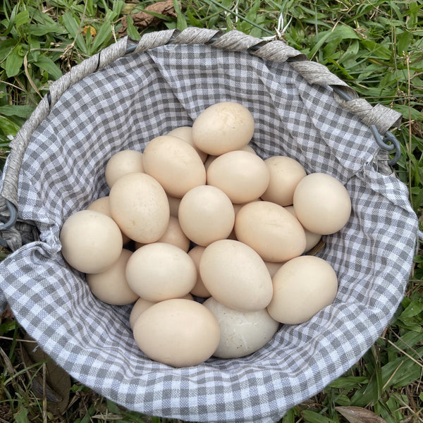 Eggs - pasture raised Duck eggs