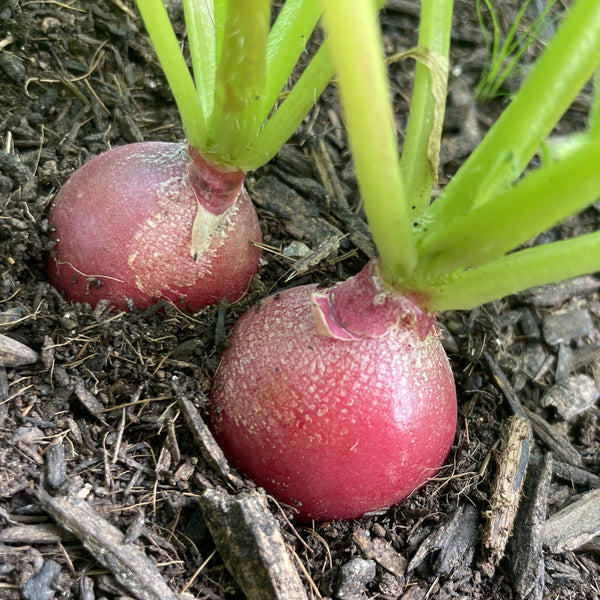 Red Radish - rábano rojo