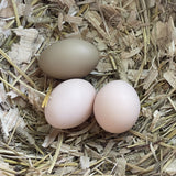 Eggs - pasture raised eggs