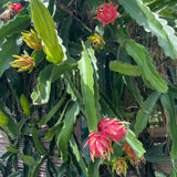 Pitaya Dragon Fruit cuttings