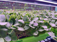 Cantaloupe Microgreens