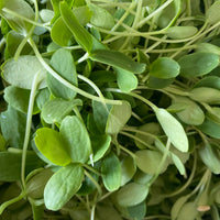 Cantaloupe Microgreens
