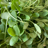 Cantaloupe Microgreens