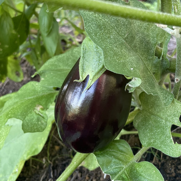 Eggplant - Large Black/ dark Purple Berenjena