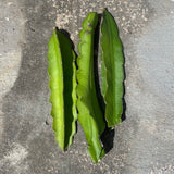 Pitaya Dragon Fruit cuttings