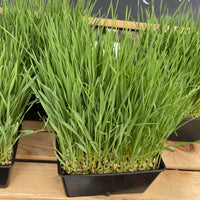 Wheatgrass