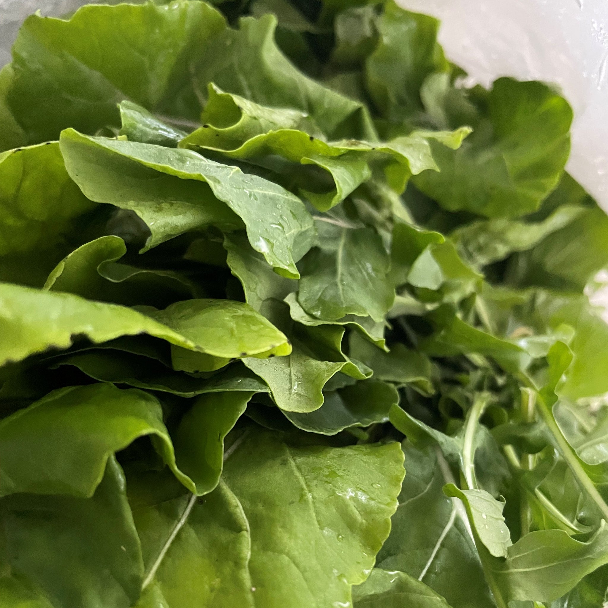 Vegetables – Growing Puerto Rico