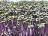 Purple Cabbage Microgreens