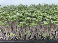 Broccoli Microgreens